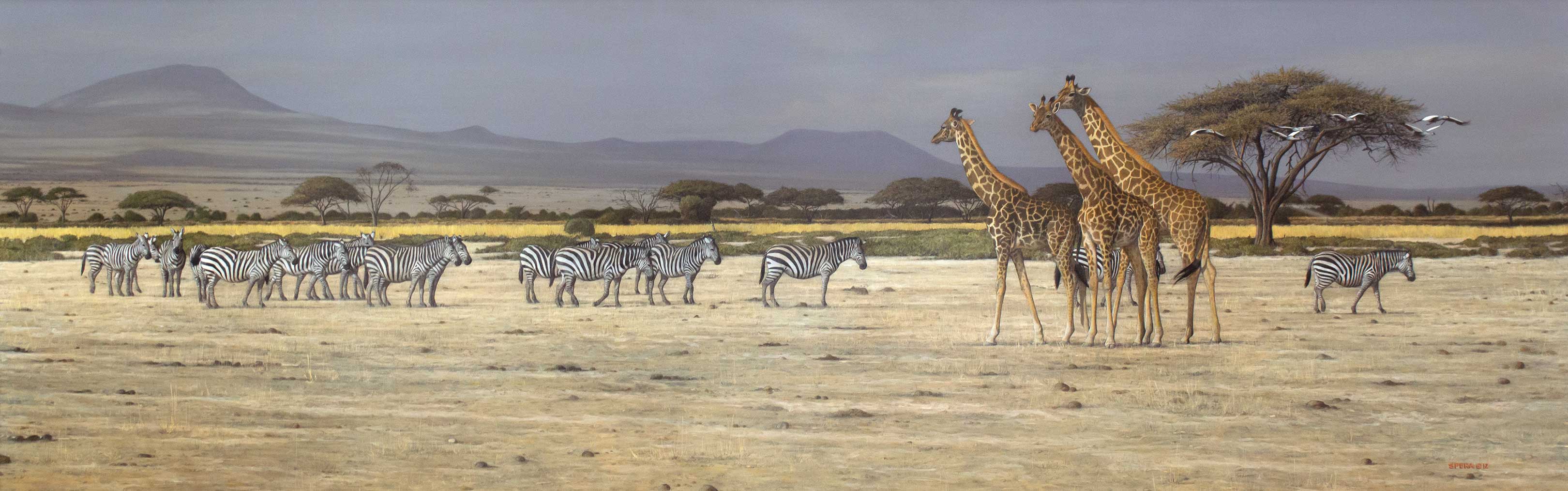 EDWARD SPERA, AMBOSELI Fine Art