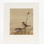 EDWARD VON S. DINGLE, SONGBIRD