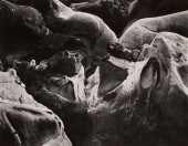 EDWARD WESTON (1886-1958), "RO