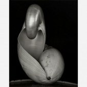 EDWARD WESTON "TWO SHELLS" (GE
