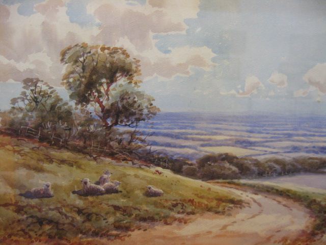 Edwin Earp Watercolor sheep on an