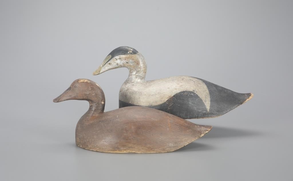 EIDER PAIRPennell Alexander