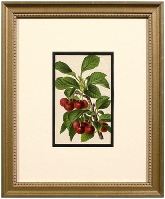 Eight 19th century botanical