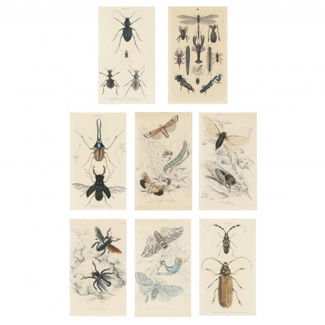 EIGHT ANTIQUE INSECT PRINTS FROM
