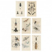 EIGHT ANTIQUE INSECT PRINTS FR