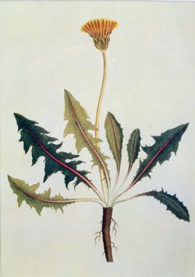 Eight botanical studies,