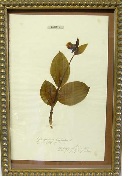 Eight framed and mounted