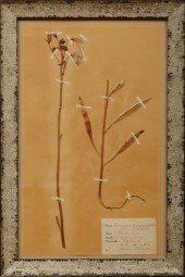 EIGHT FRAMED PRESSED BOTANICAL
