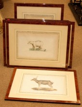 Eight framed zoological lithog