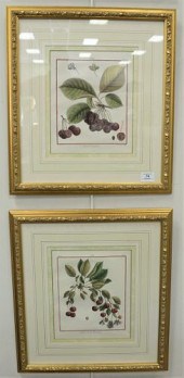 EIGHT PIECE GROUP OF BOTANICAL