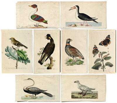 Eight prints by Nodder, from George