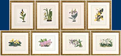 Eight prints of orchids, Van