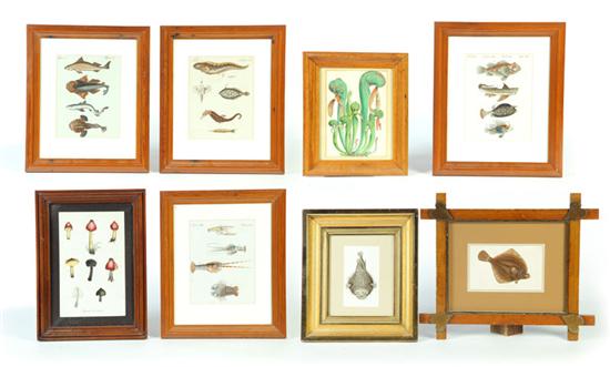 EIGHT SPECIMEN PRINTS.  Handcolored