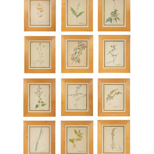 Eighteen Botanical Watercolors 20th