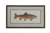 EILEEN KLATT BROWN TROUT SALMO