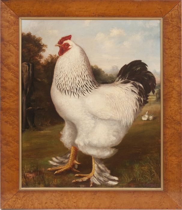 E.J. ASTON: FANCY CHICKEN IN A