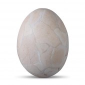 ELEPHANT BIRD EGG HEIGHT: 12 1