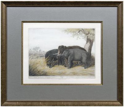 Elephant engraving after