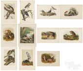 ELEVEN EARLY ANIMAL LITHOGRAPH
