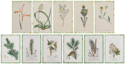 Eleven Hand-Colored Botanical