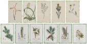 Eleven Hand-Colored Botanical