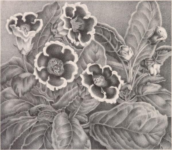 ELIZABETH SALTONSTALL (1900-1990)