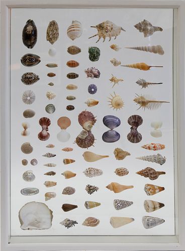 ENCASED SEASHELL SPECIMEN