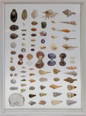 ENCASED SEASHELL SPECIMEN SHAD