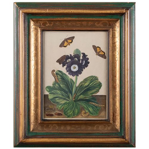 ENGLISH SCHOOL: AURICULA WITH