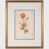 ENGLISH SCHOOL: BOTANICALS: A