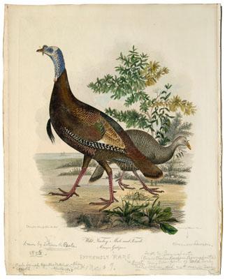 Engraving after Titian Peale,