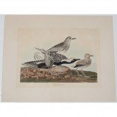 Engraving by John James Audubo