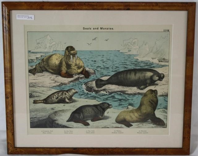 ENGRAVING OF SEALS AND MANATEE, CA.