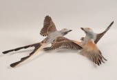 ENTANGLED PAIR OF SCISSOR TAIL