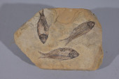 EOCENE PERIOD FOSSILIZED FISH<