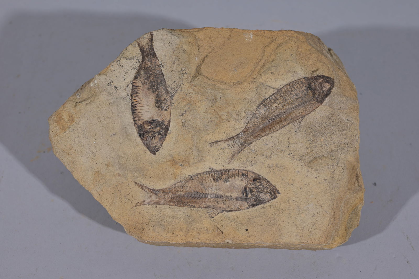 EOCENE PERIOD FOSSILIZED