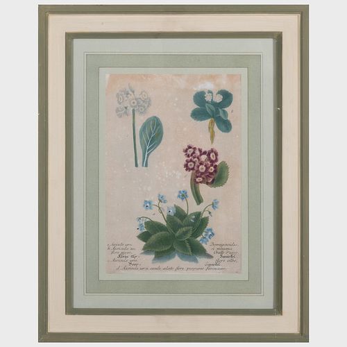 EUROPEAN SCHOOL: AURICULA: FOUR