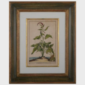 EUROPEAN SCHOOL: BOTANICALS: F