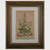 EUROPEAN SCHOOL: BOTANICALS: F