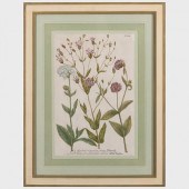 EUROPEAN SCHOOL: BOTANICALS: F