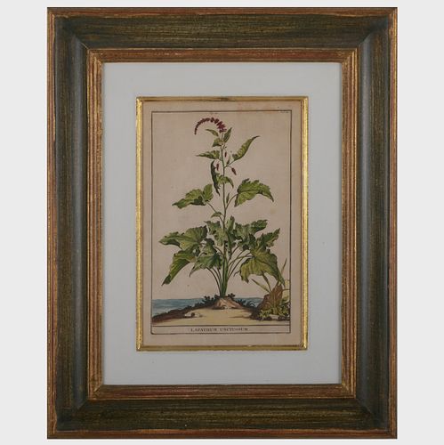 EUROPEAN SCHOOL: BOTANICALS: FIVE