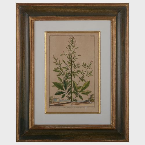EUROPEAN SCHOOL: BOTANICALS: FIVE