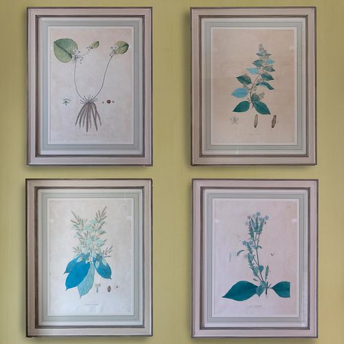 EUROPEAN SCHOOL: BOTANICALS: FOUR