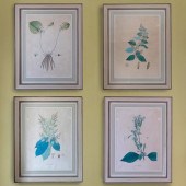 EUROPEAN SCHOOL: BOTANICALS: F