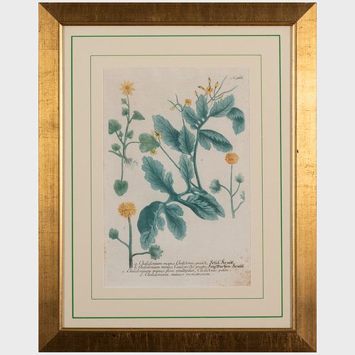 EUROPEAN SCHOOL: BOTANICALS: