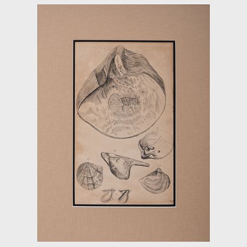 EUROPEAN SCHOOL: OYSTER SHELLSInk
