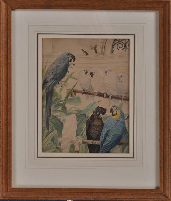 EUROPEAN SCHOOL: TROPICAL AVIARY