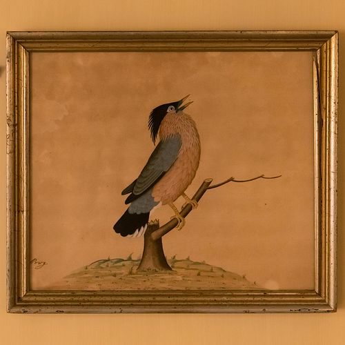 EUROPEAN SCHOOL: YELLOW-BEAKED