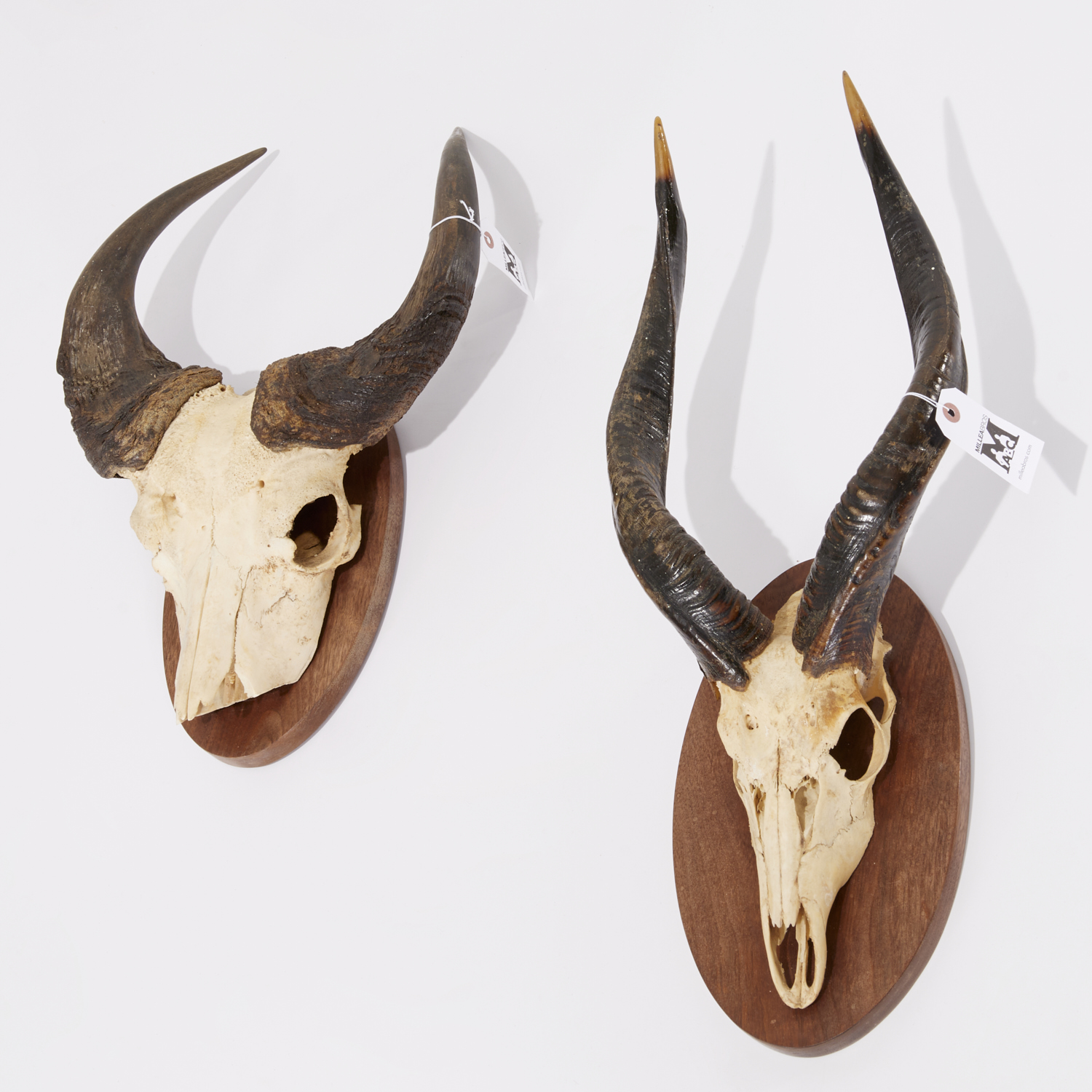 EUROPEAN STYLE TROPHIES, GAZELLE
