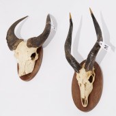 EUROPEAN STYLE TROPHIES, GAZEL